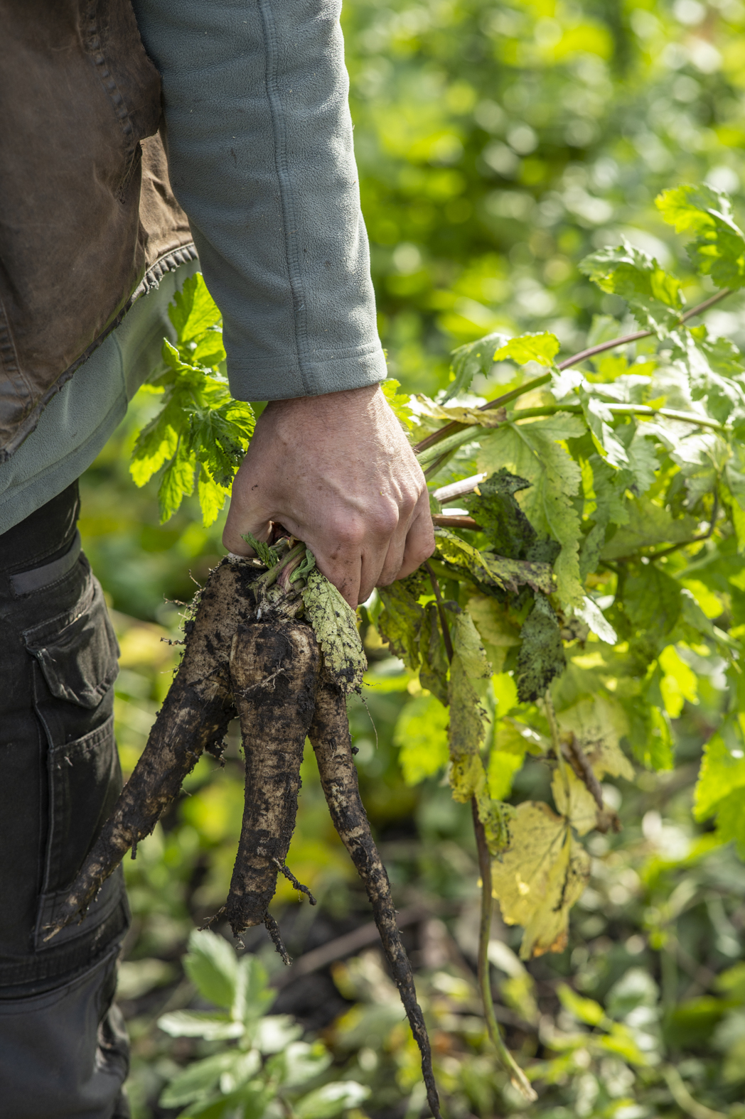 Parsnips grown on Fat Pig Farm.